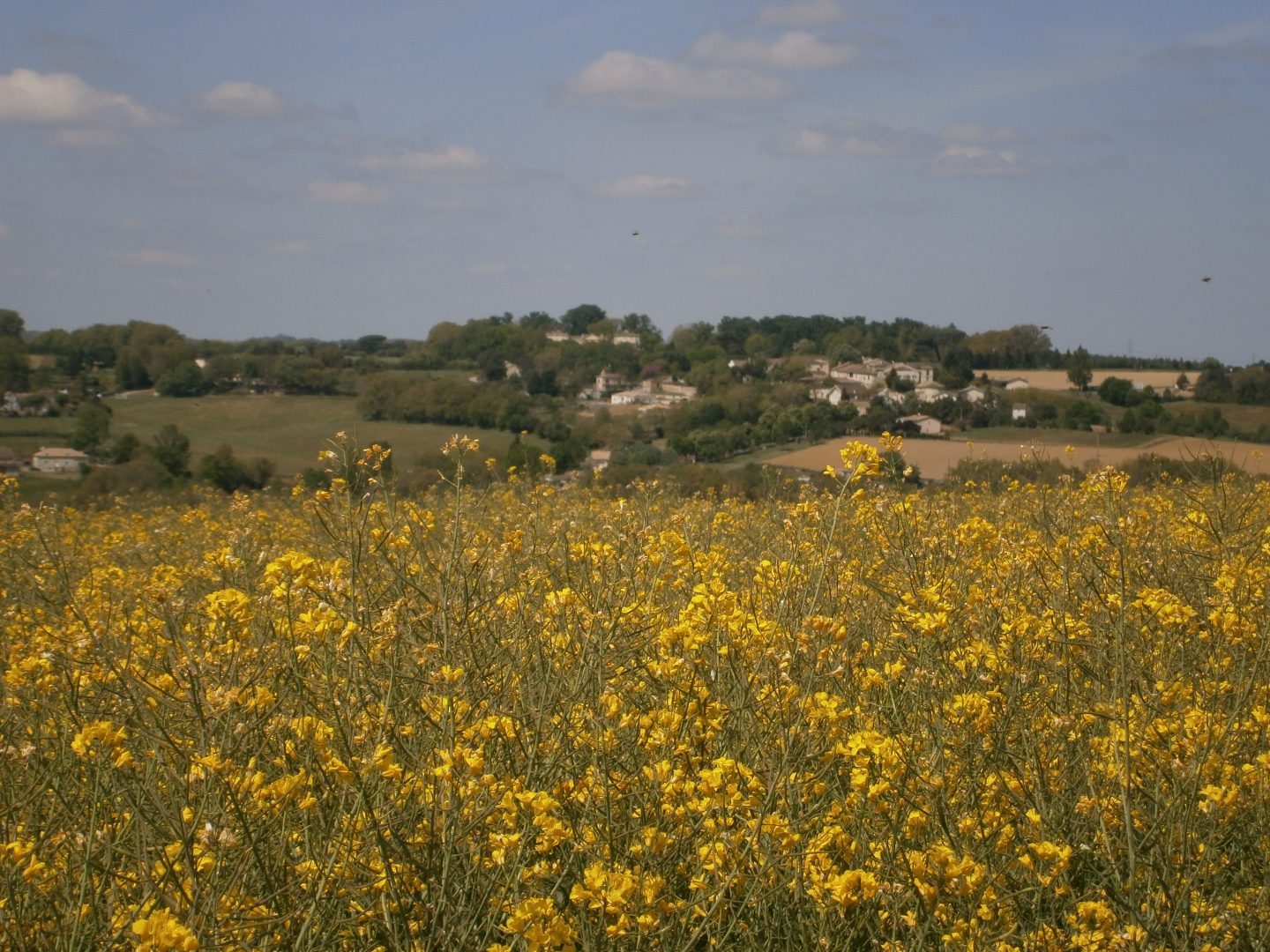 champ de colza